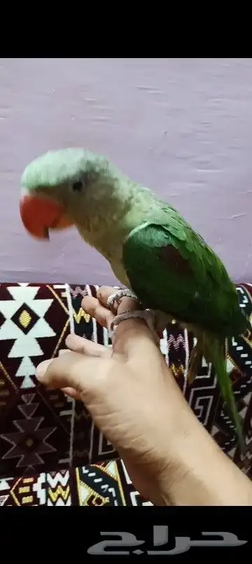 فرخ دره نيبالي 1