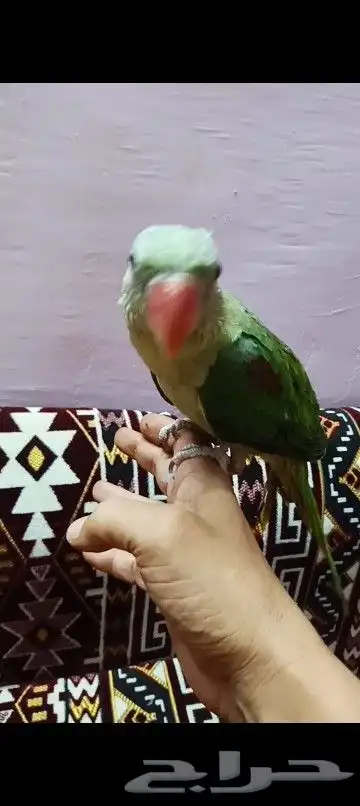 فرخ دره نيبالي 0