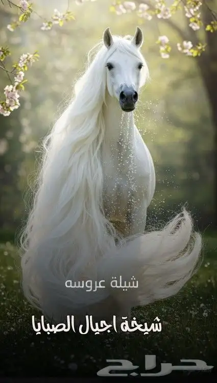 تنسيق شيلات وزفات وتنفيذ قصائد جديده 2