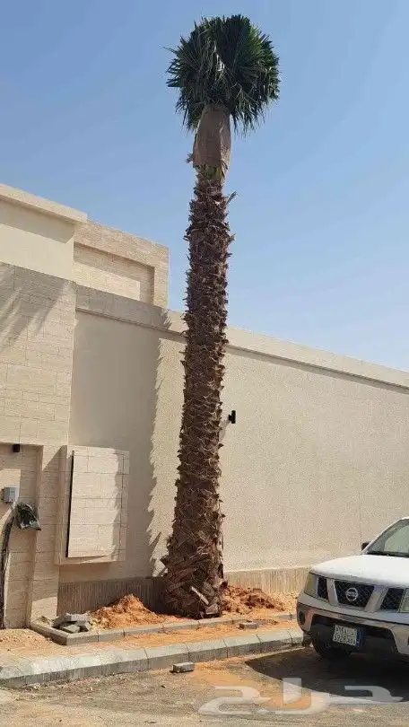 نخيل.واشنطنيا.للبيع 6
