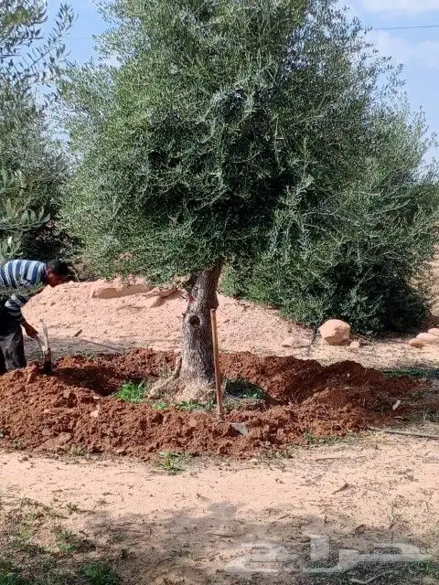 شجر زيتون نيبالي معمر درجه اولا نوصل لجميع انحى المملكه العر 4