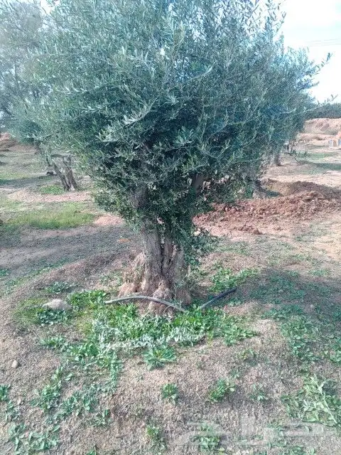 شجر زيتون نيبالي معمر درجه اولا نوصل لجميع انحى المملكه العر 5