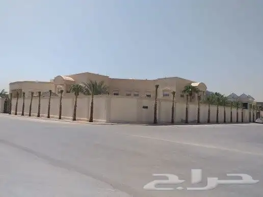نخل وشنطني زينه امريكي للبيع 5