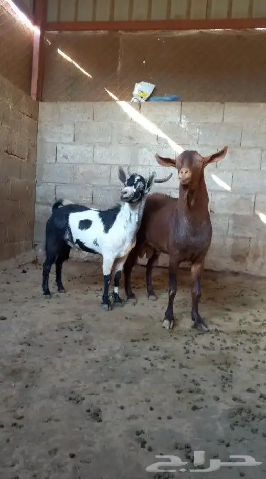 تيس ادهم اجم فحل كفووو 4