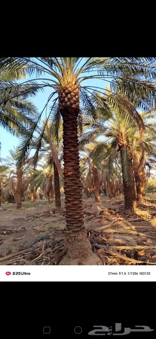 نخيل جثايث وفسايل ممتاز درجه اولى 0