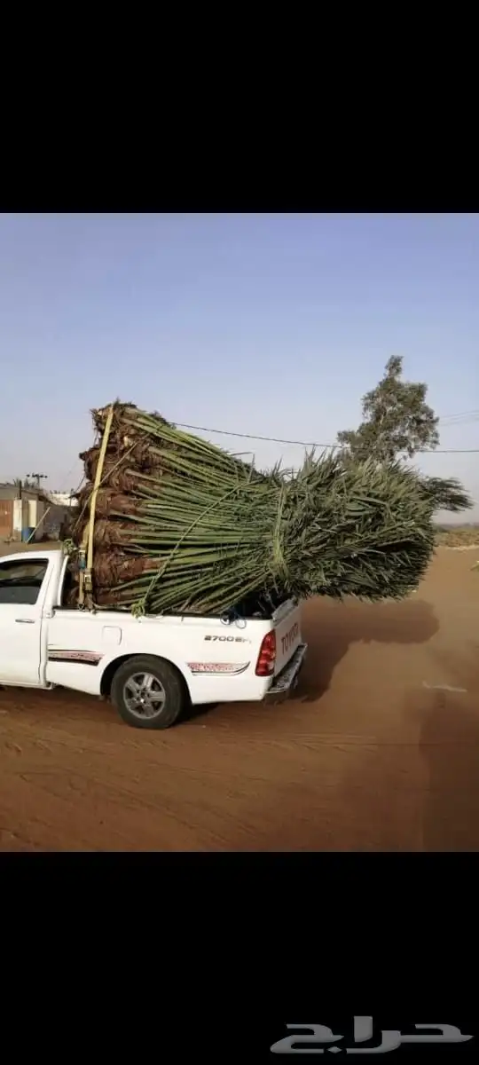 نخيل للبيع 3