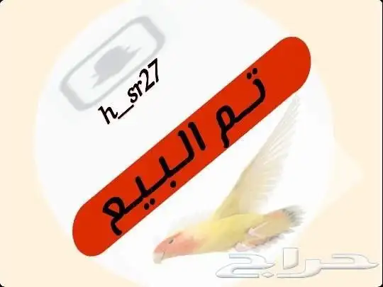 (تم البيع) انثى روز جاهزه 0