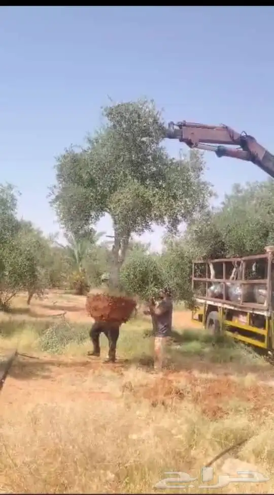 يوجد لدينا زيتون للبيع لتواصل 0