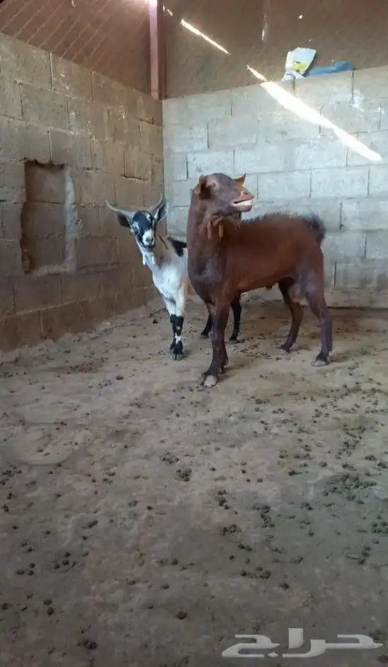 تيس ادهم اجم فحل كفووو 1