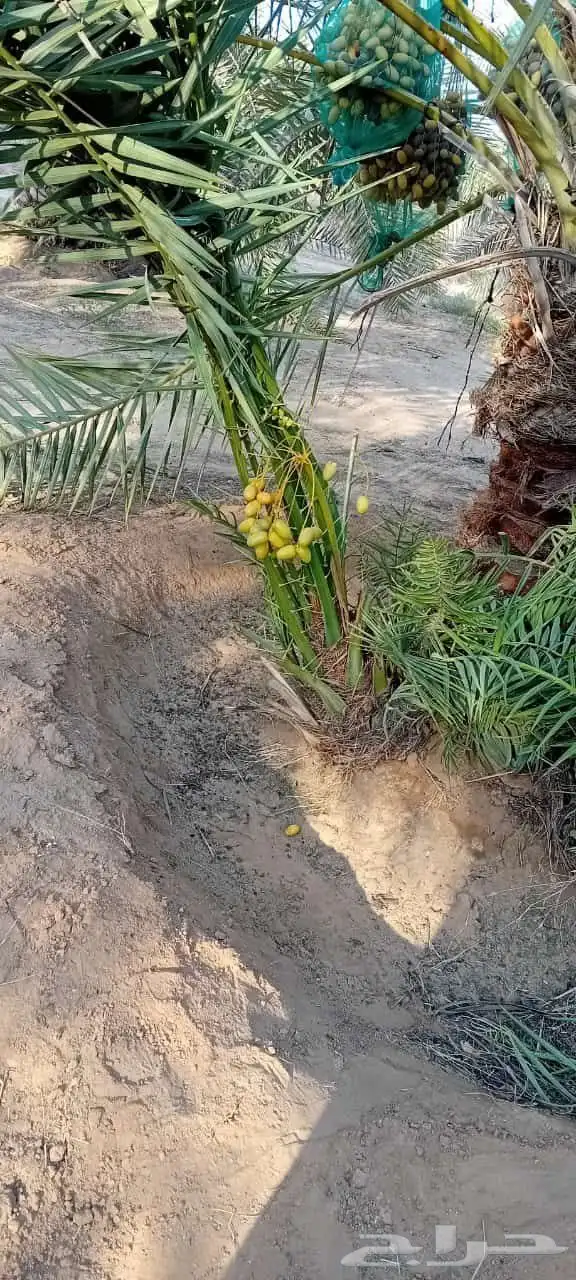 توريد نخيل بجميع انواعه 2