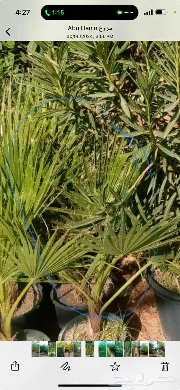 جميع انواع النخيل 7