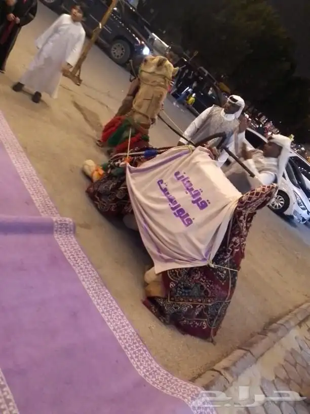 اجار خيول اجار جمال اجار سيسي أطفال 0