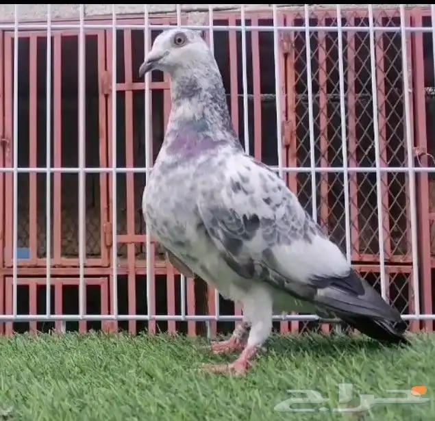 زاجل سباق   2025 قريزل 0