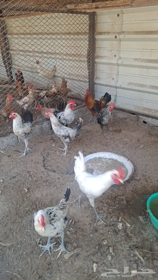 للبيع ديوك بلدي 3