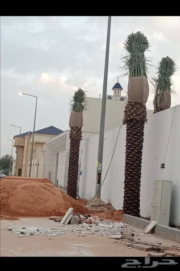 جميع انواع النخيل 6