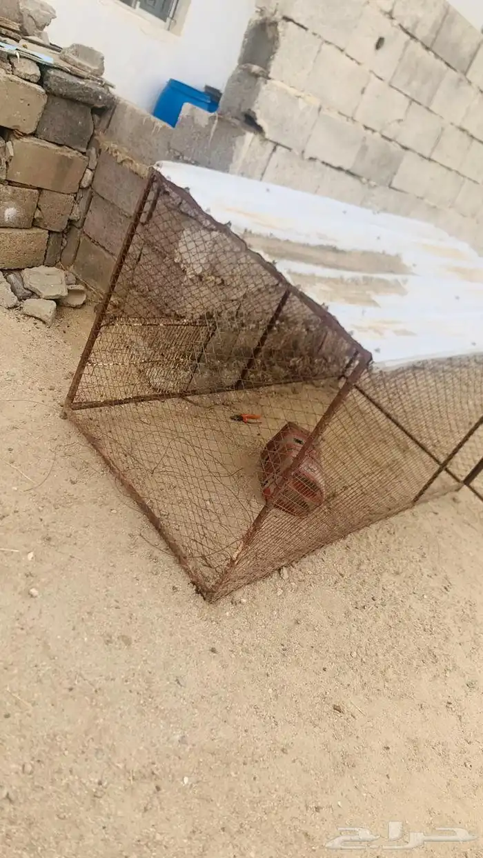 للبيع شبك دجاج 1