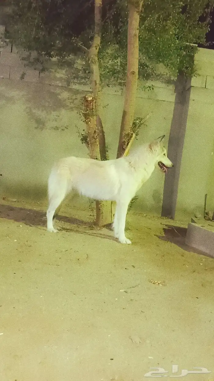 كلب هاسكي للبيع انثى 0