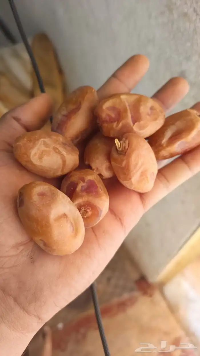 تمر خلاص 1