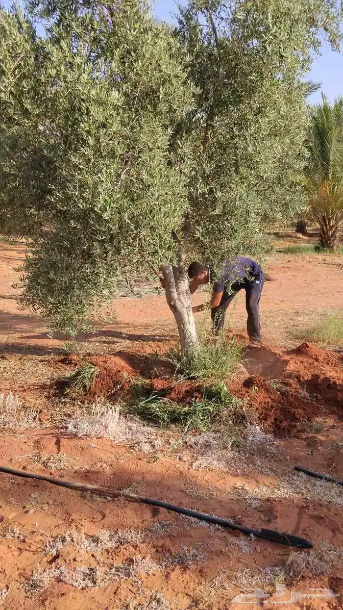 يوجد لدينا زيتون للبيع لتواصل 1