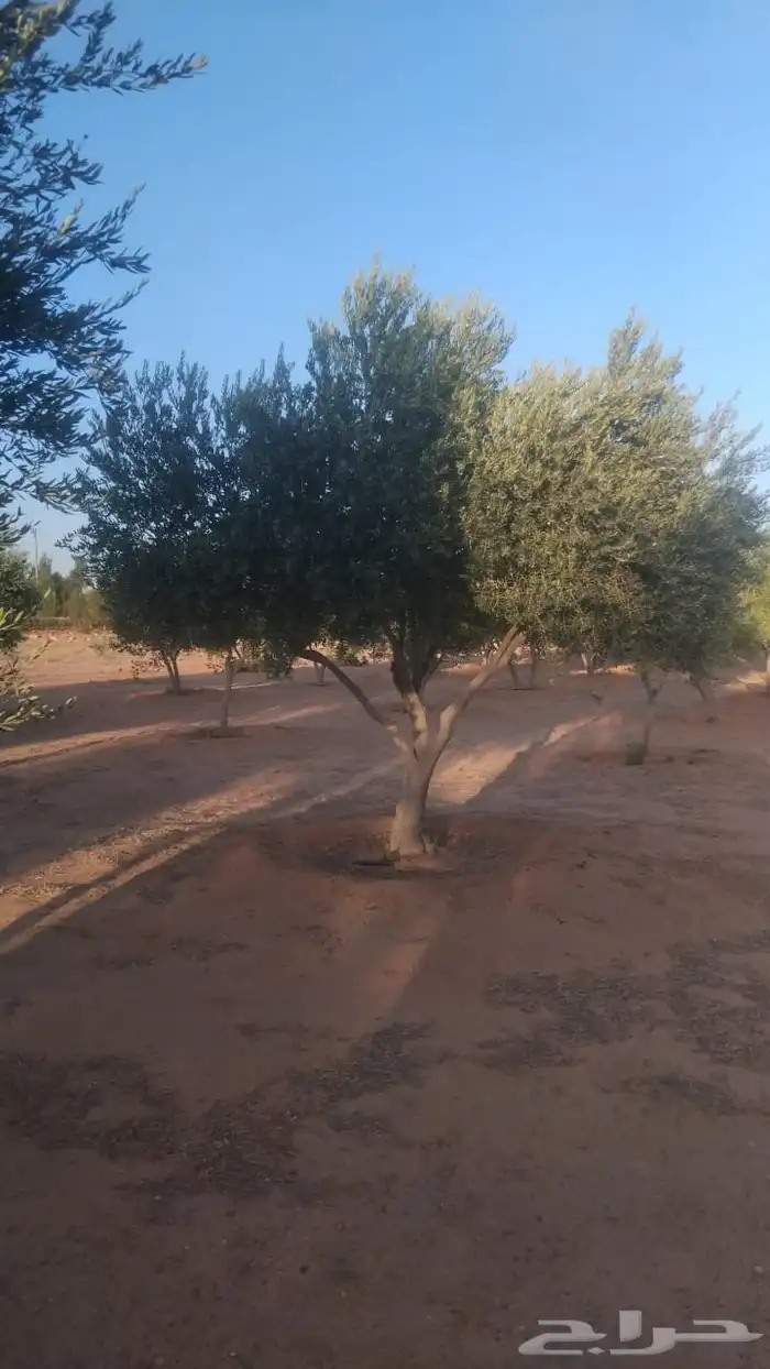 يوجد لدينا شجر الزيتون المعمر والمثمره مع التوصيل والزراعه 8