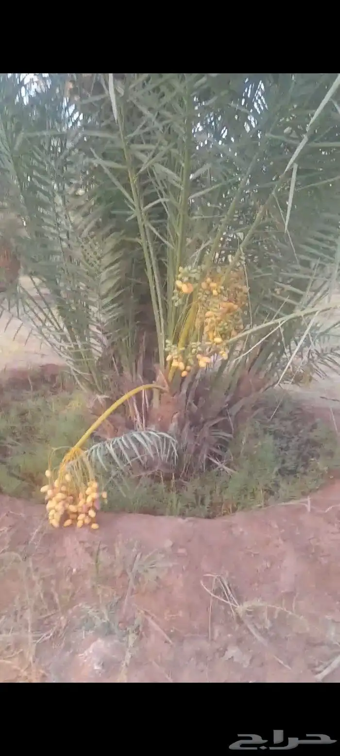 فسايل للبيع ب عيون الجواء وضواحيها 1