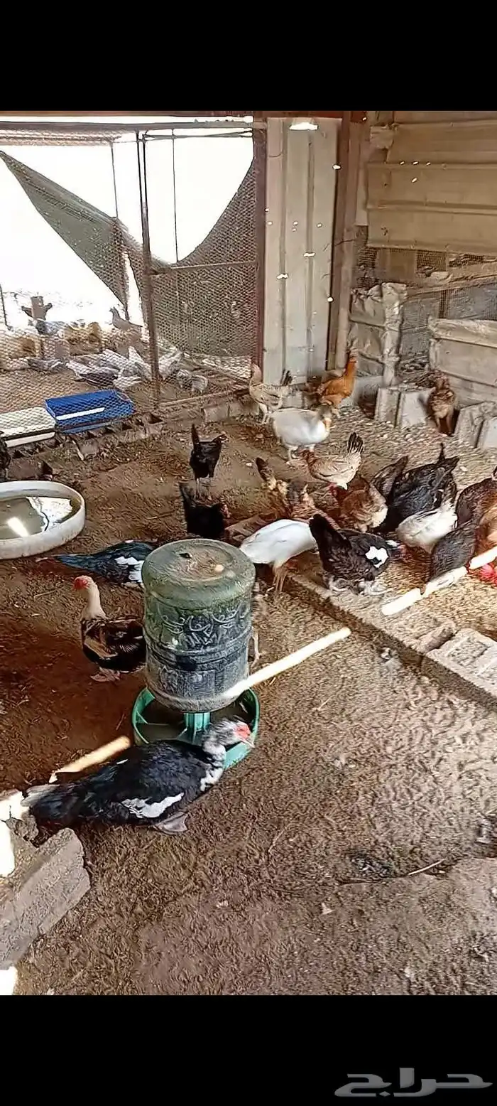 بط وحمام 3