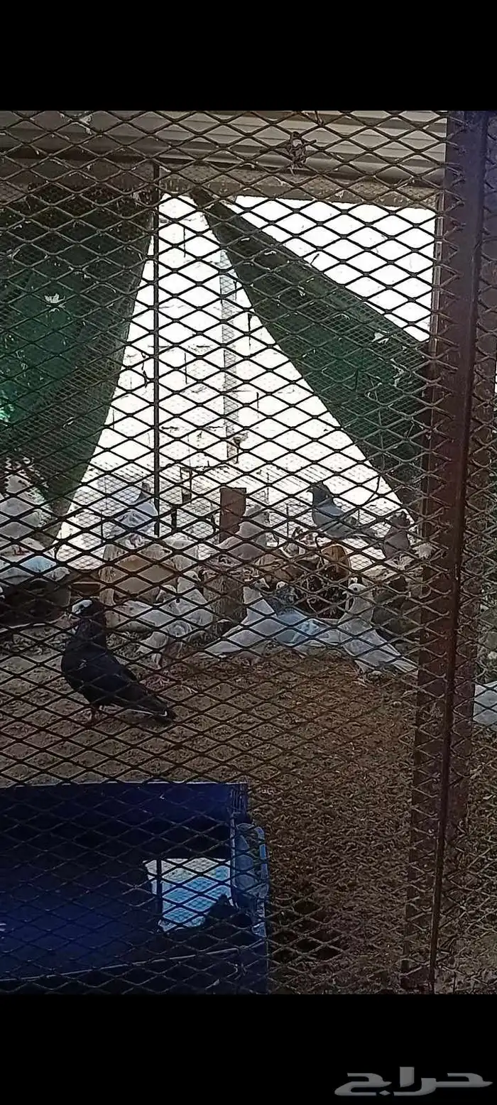 بط وحمام 2