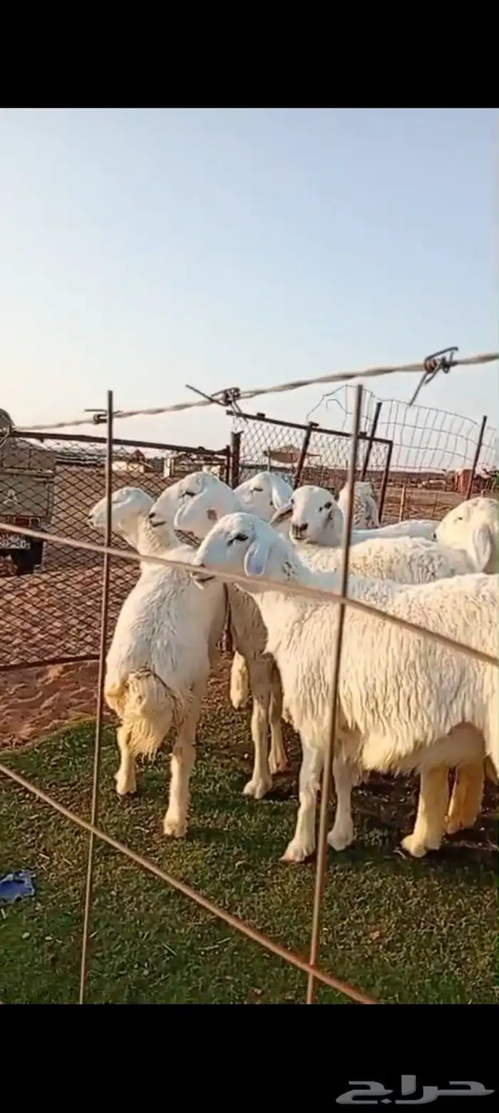 رخال صنف مقنوي مراح واحد 0