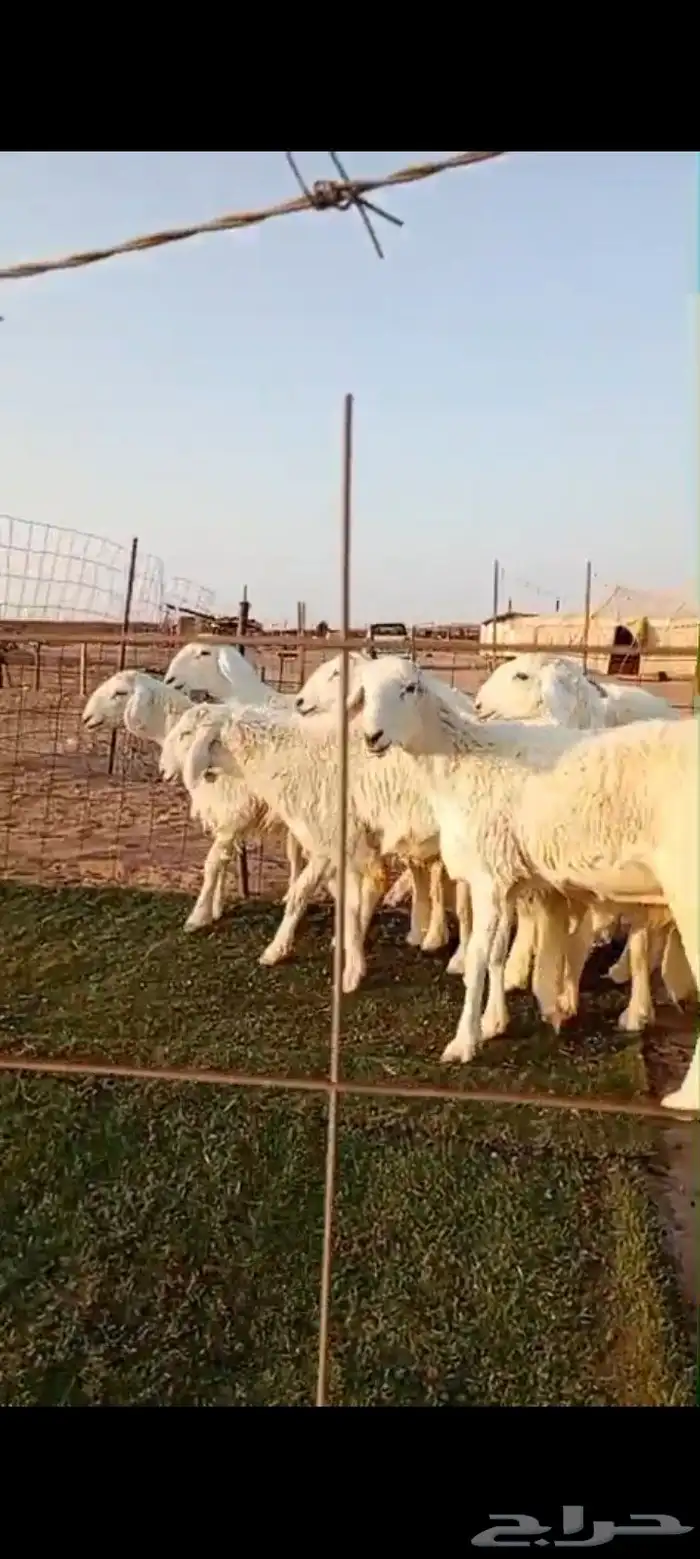 رخال صنف مقنوي مراح واحد 2
