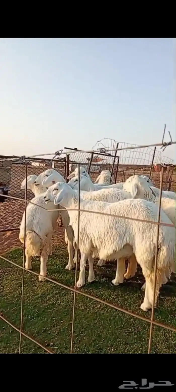 رخال صنف مقنوي مراح واحد 1