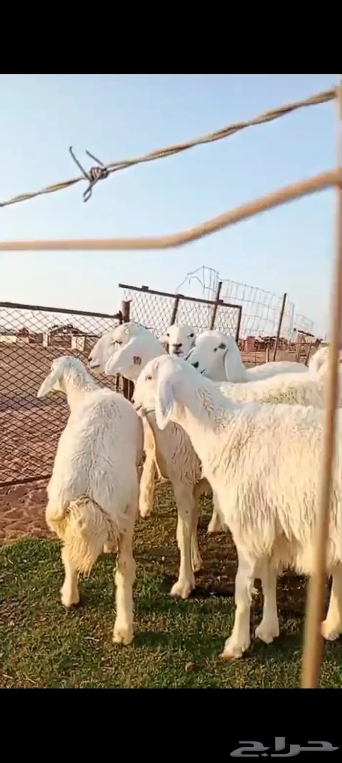 رخال صنف مقنوي مراح واحد 4