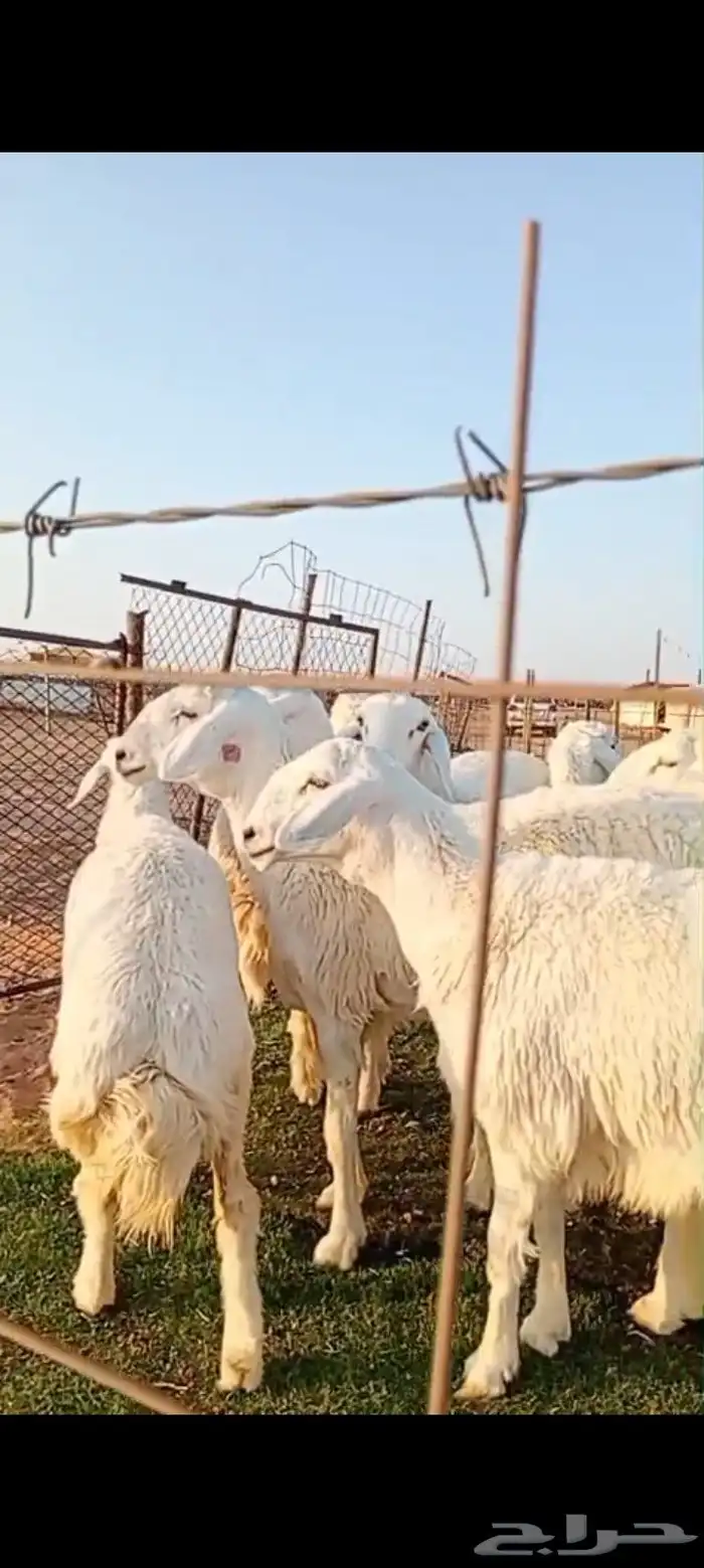 رخال صنف مقنوي مراح واحد 3