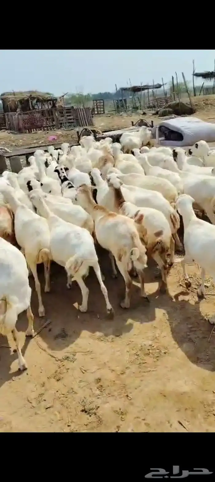 ضأن رفيديات طيبه قريب مرحه وحد 0