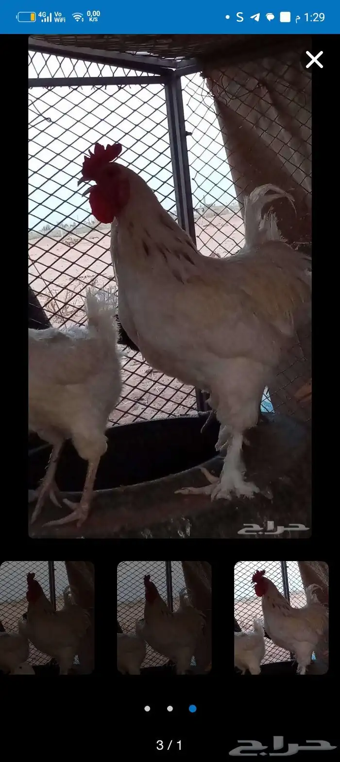 ديك للبيع ابراهما 1