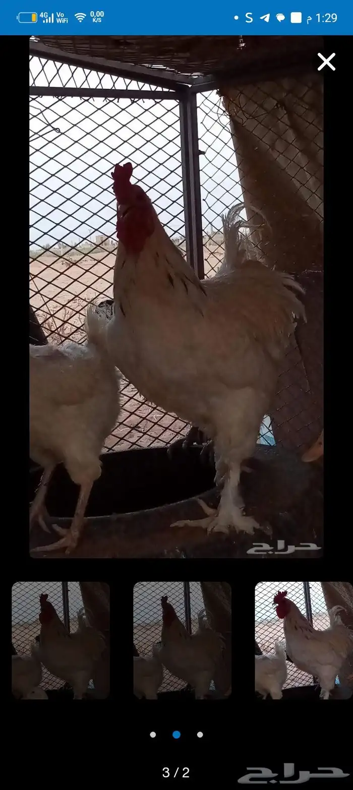 ديك للبيع ابراهما 0