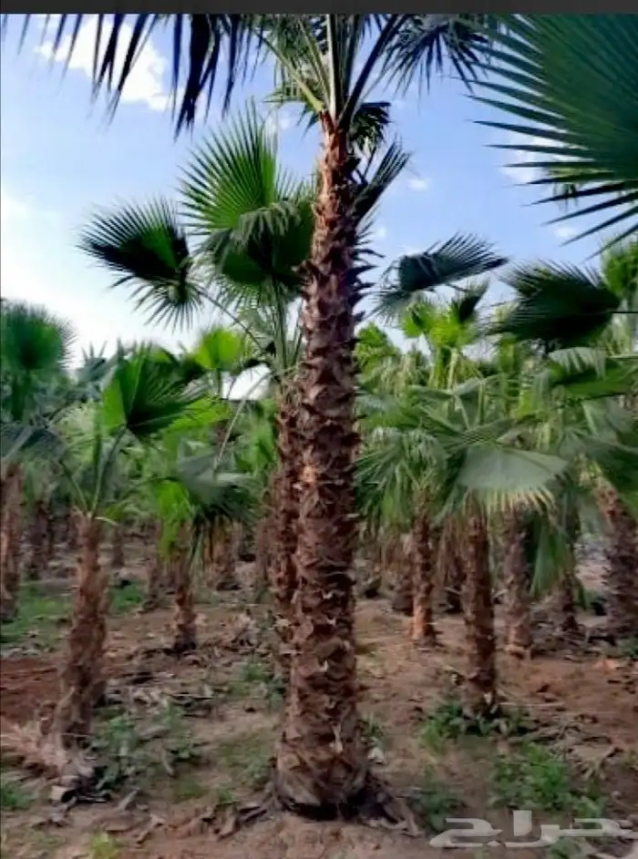 جميع انواع النخيل 5