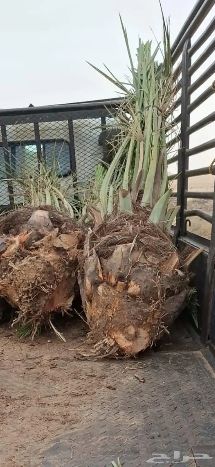 نحن متخصصون في زراعة النخيل بجميع أنواعه وكل مايحتاج من الشغ 0