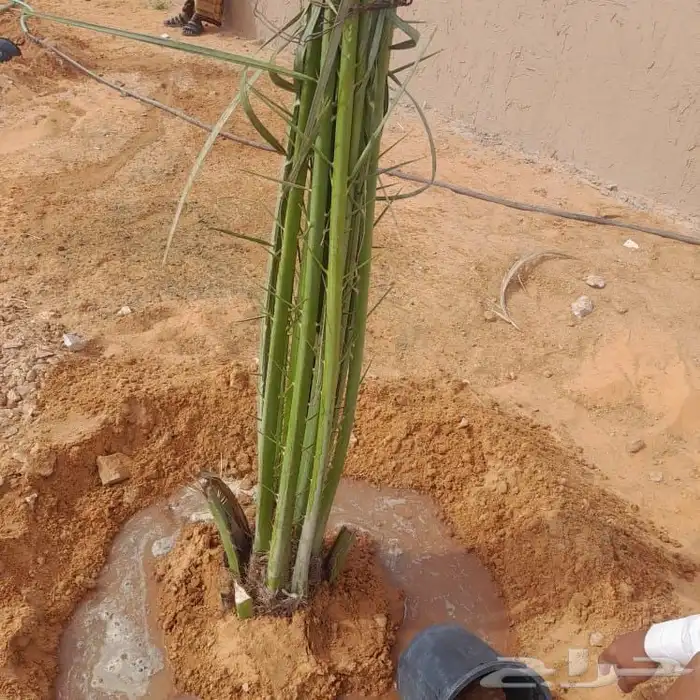 توريد نخيل بجميع انواعه 4