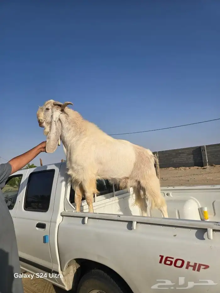 تيس هولندي فحل للبيع ببيشة 2