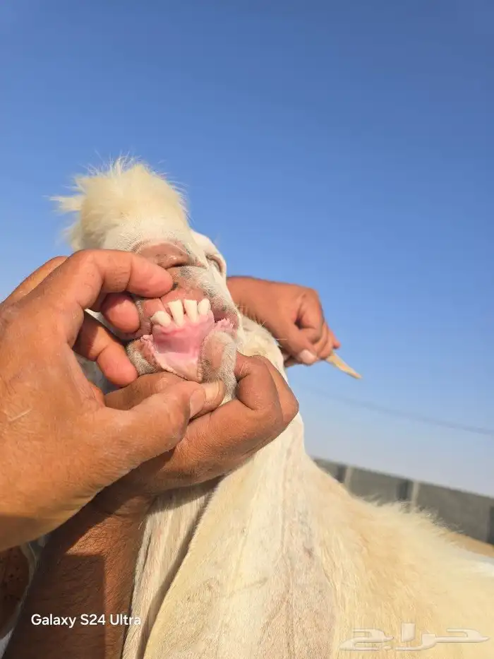تيس هولندي فحل للبيع ببيشة 4