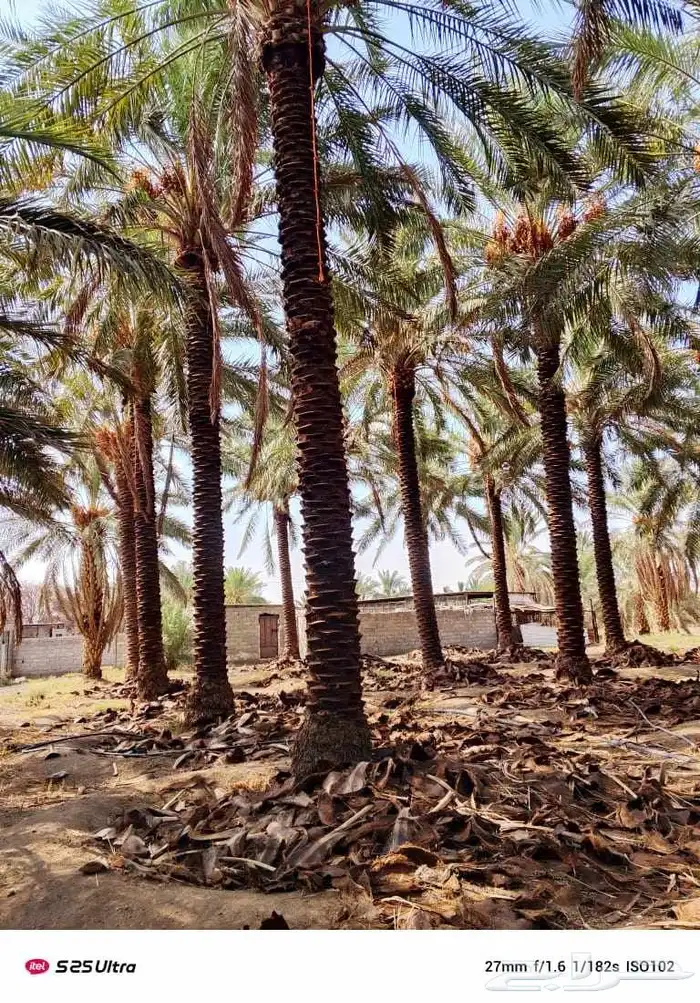 نخيل جثايث وفسايل ممتاز درجه اولى 2