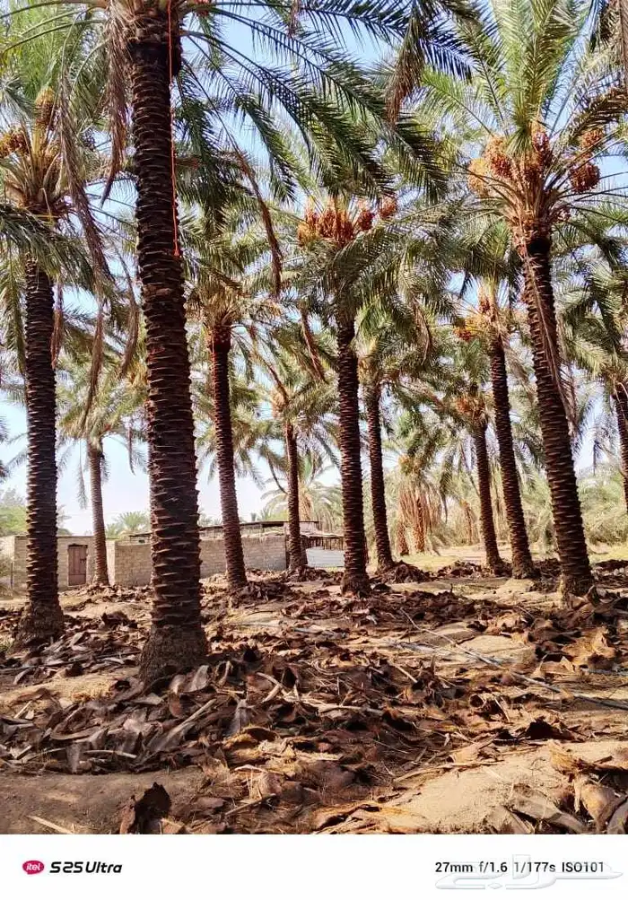 نخيل جثايث وفسايل ممتاز درجه اولى 1