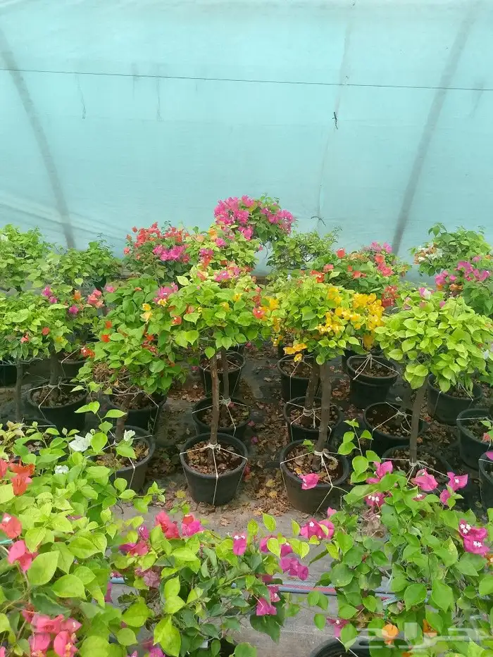 جهنميه تليندي عدت الوان نخل واشنطني اشجار جهنمية بلدي نخيل 14