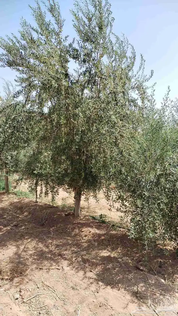 زيون نيبالي 9