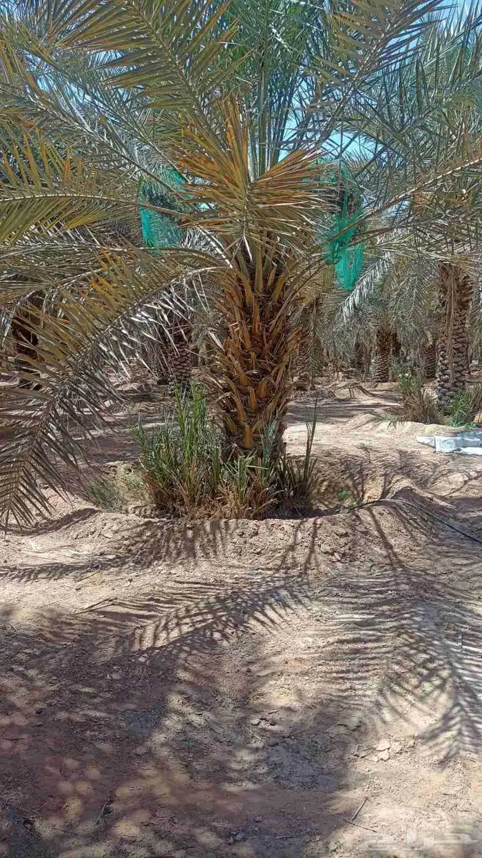 يوجد لدينا نخل نقايل خلاص وصقعي من مترين ونص 0