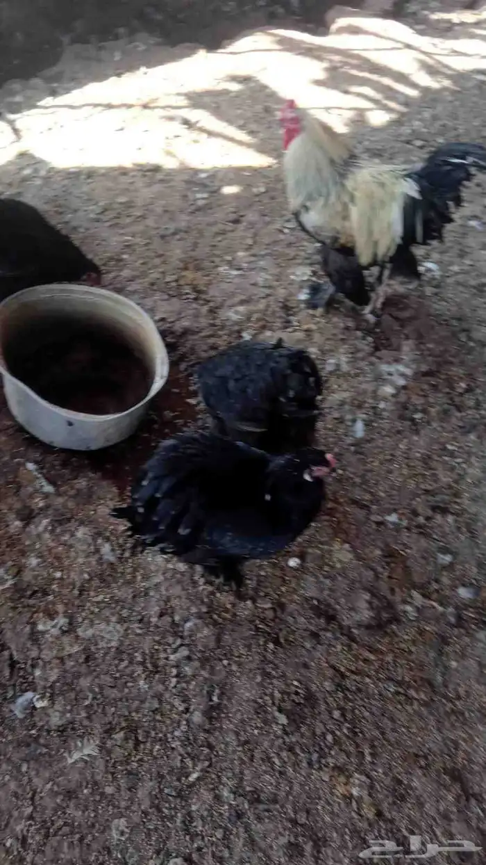 دجاج براهما 0