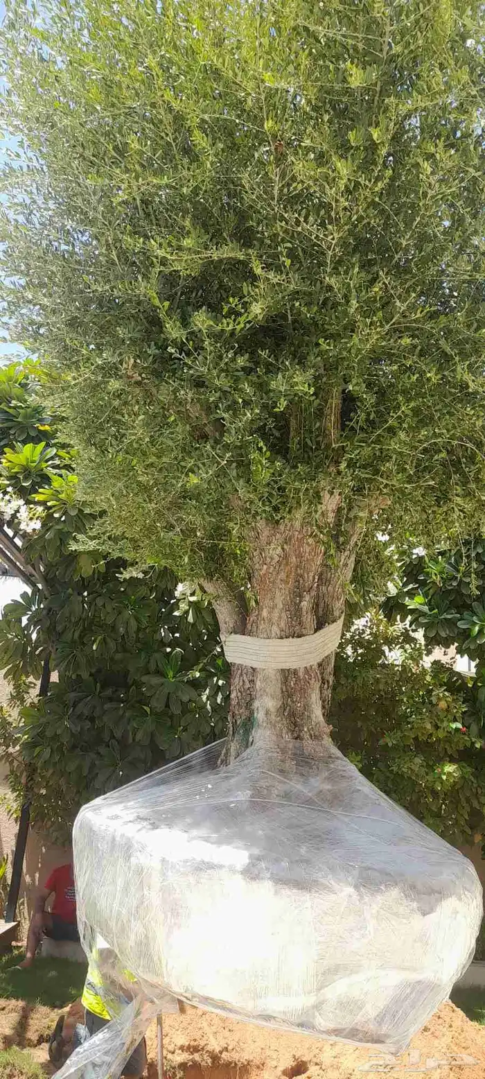 زيتون معمر أشجار احجام كبيره معمر قزم زيتون اسباني نيبالي نخ 1