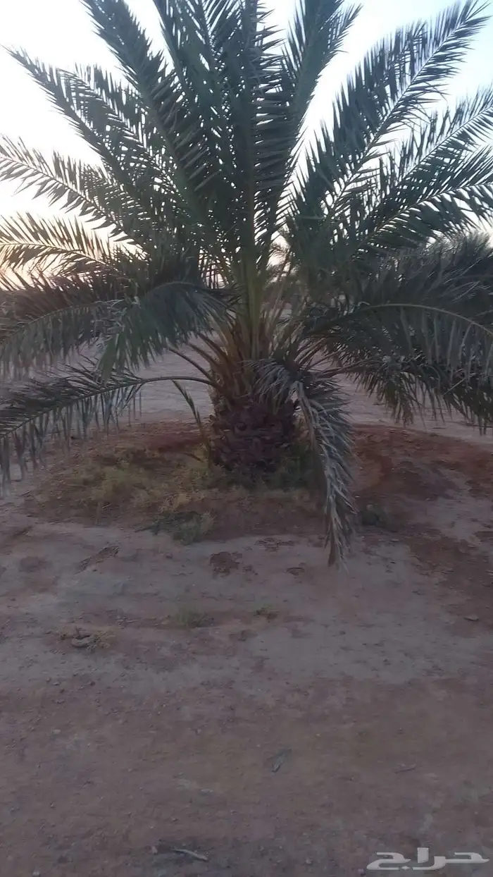 نقايل خضري مثمر للبيع طول متر الى مترين ونص 4