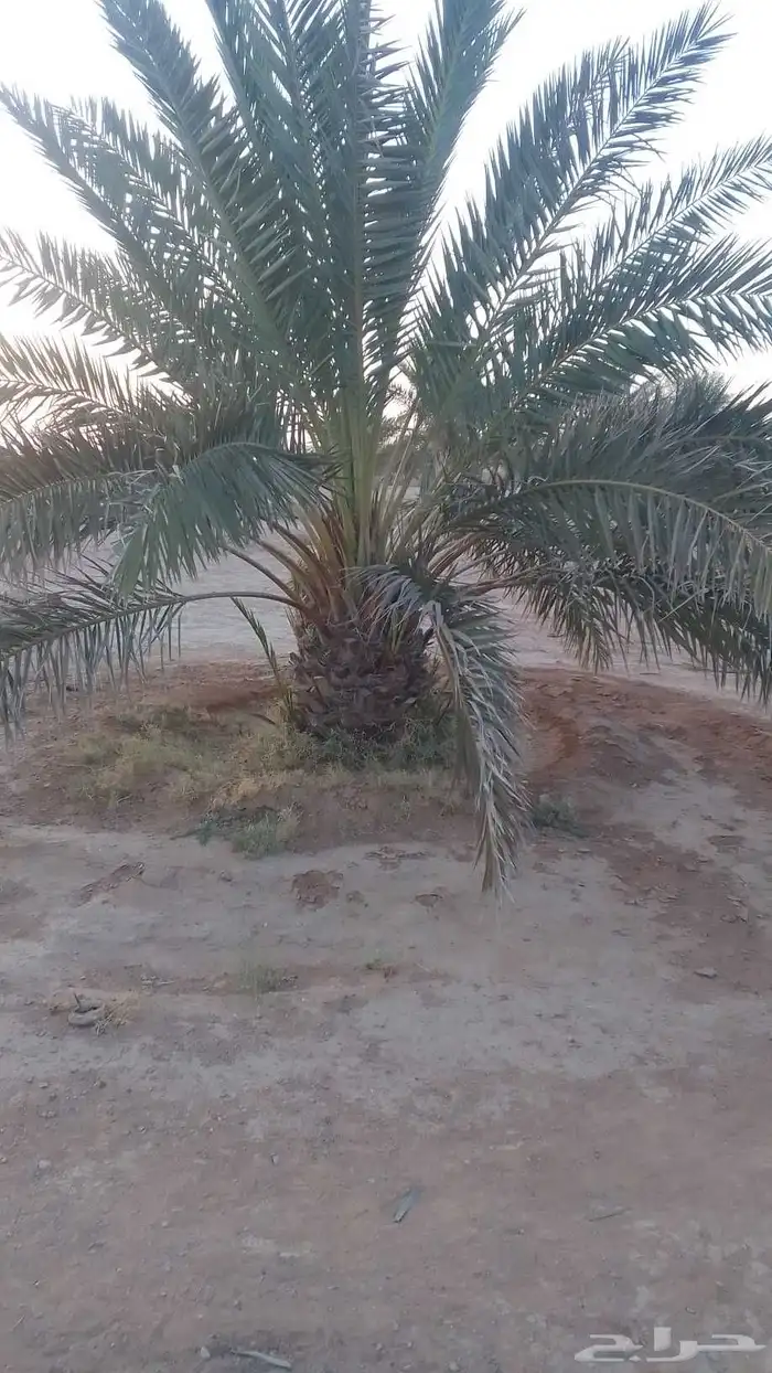 نقايل خضري مثمر للبيع طول متر الى مترين ونص 3