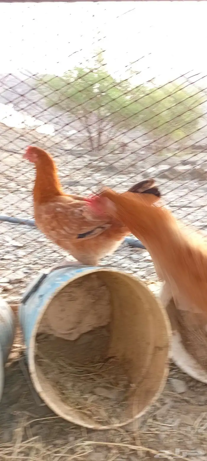 للبيع دجاج فرنسي 1